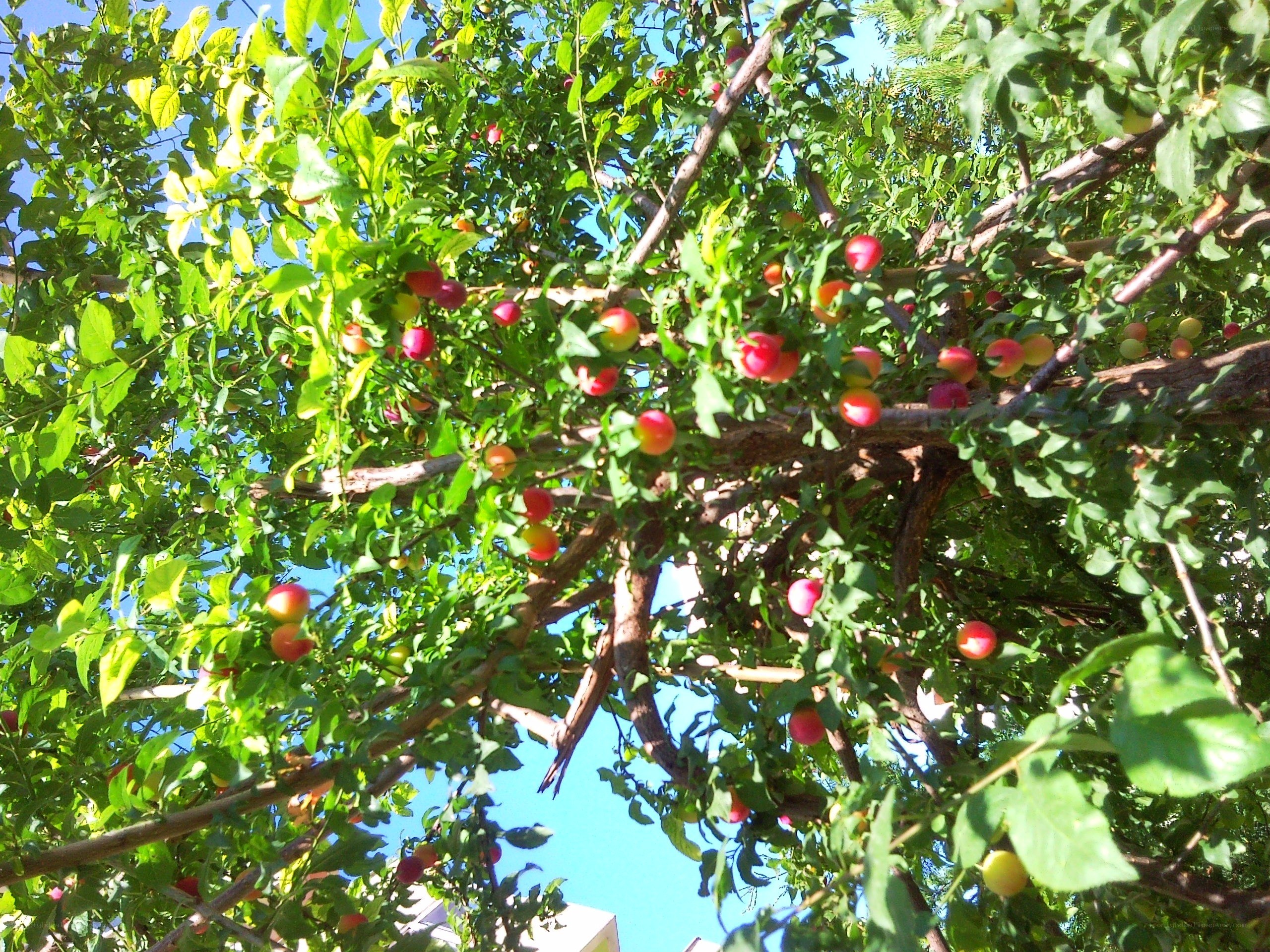 plum tree with ripe fruit