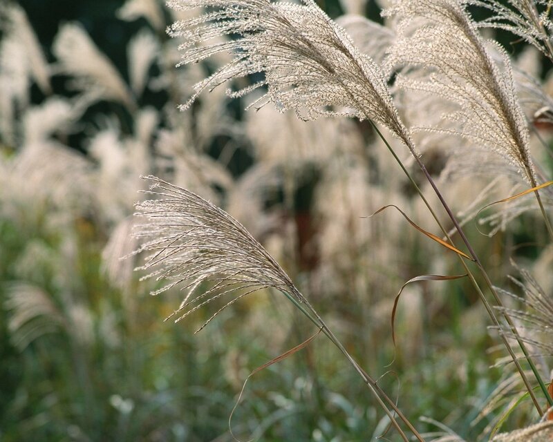 Plume Grass in Field