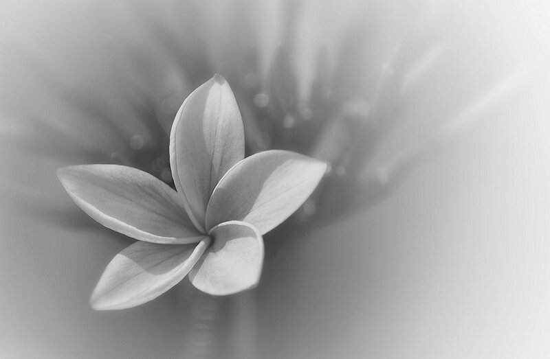 Plumeria Flower — Black