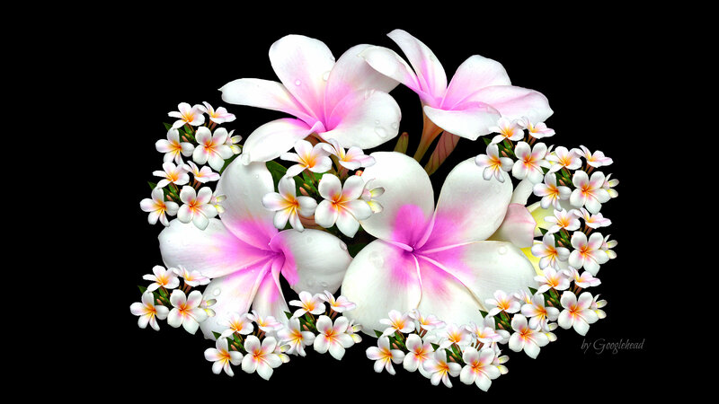 Plumeria Flower Bouquet