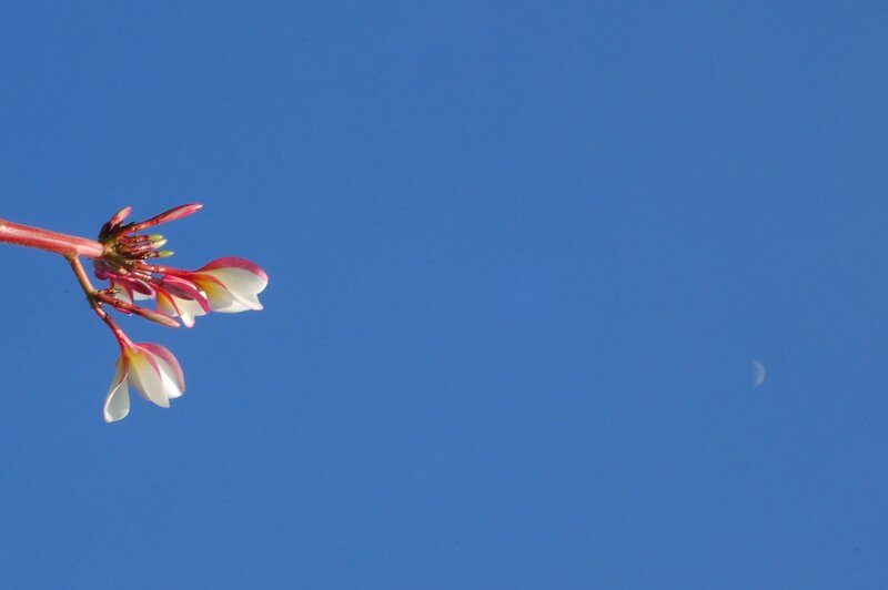 Plumeria Flower Branch