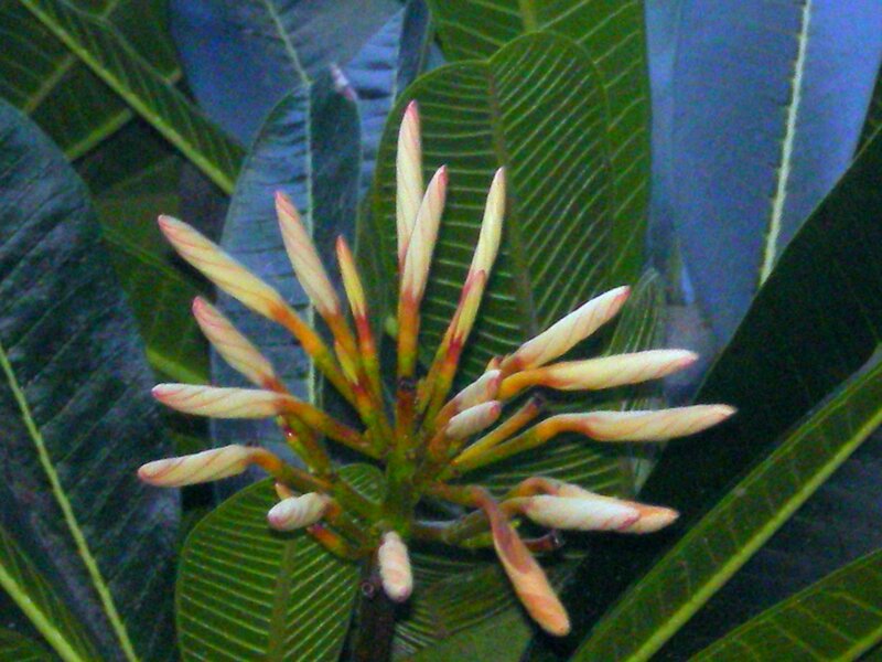Plumeria Flower Buds
