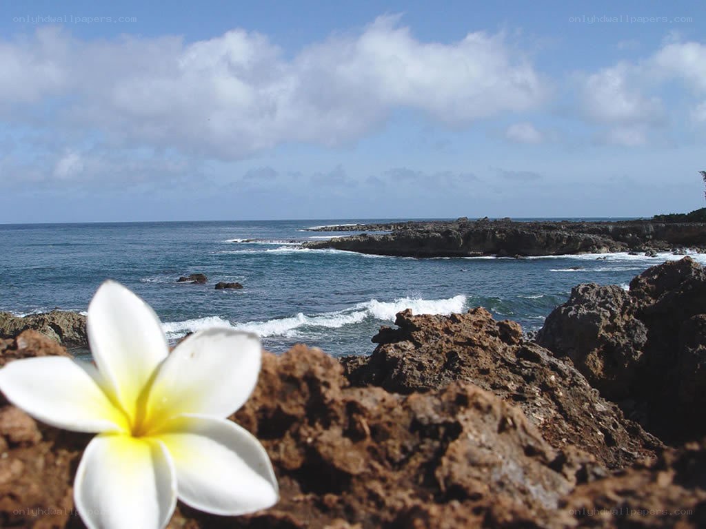 plumeria flower by the ocean