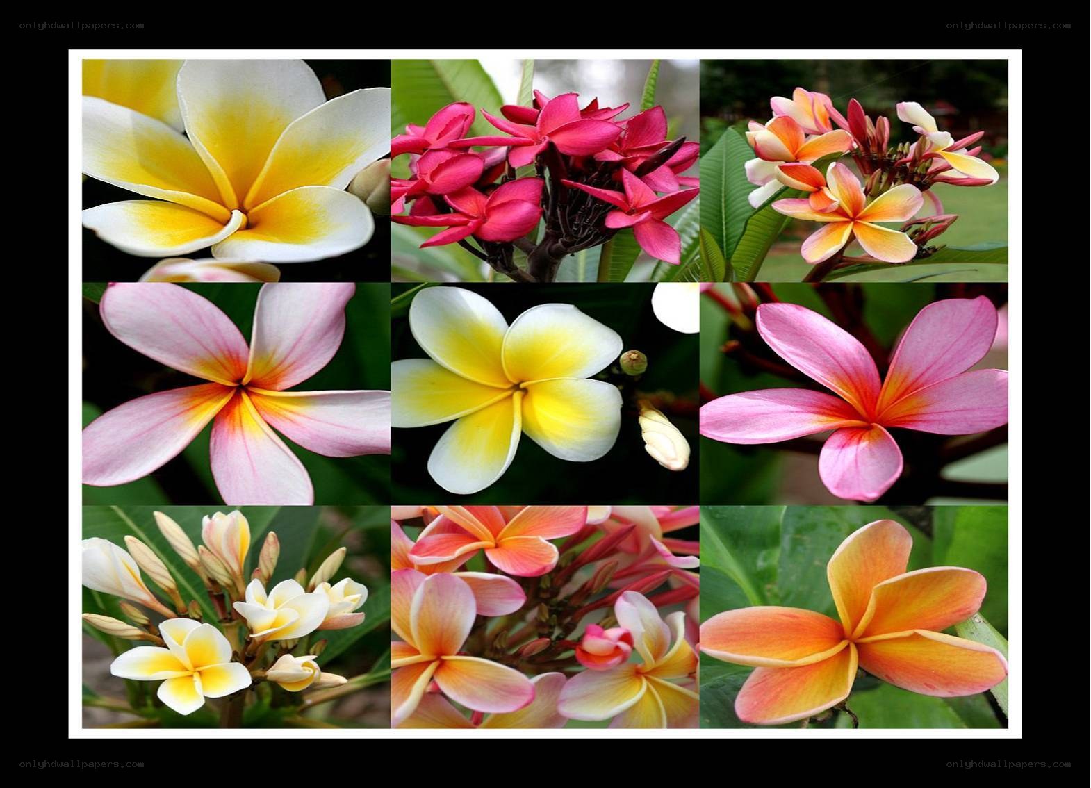 Plumeria flower collage