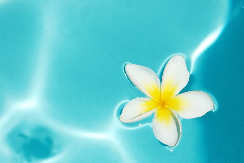 Plumeria Flower Floating — Blue