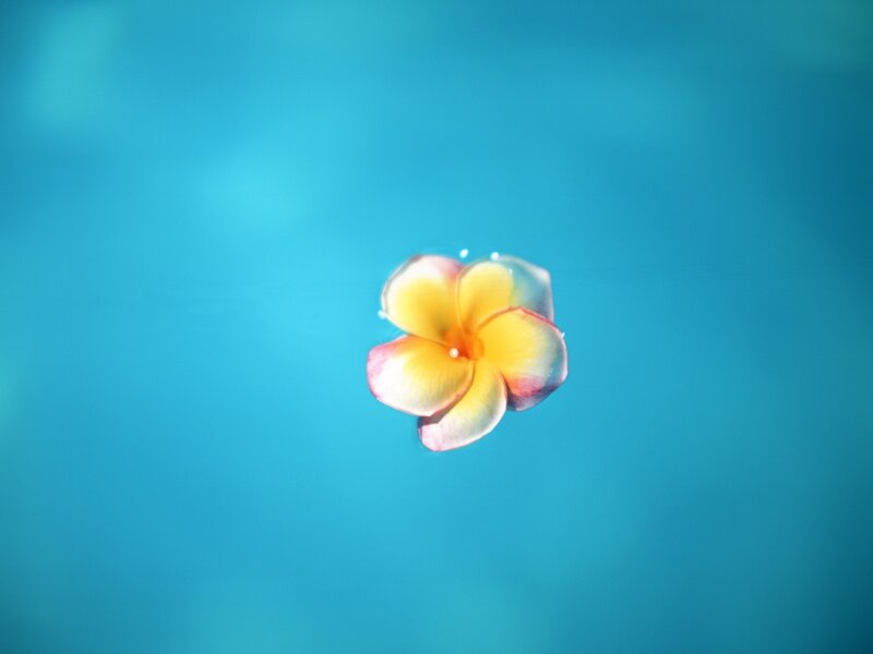 Plumeria flower floating on water