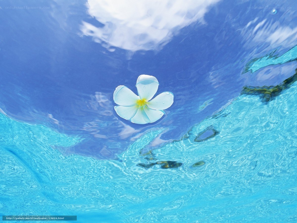 Plumeria flower floating on water