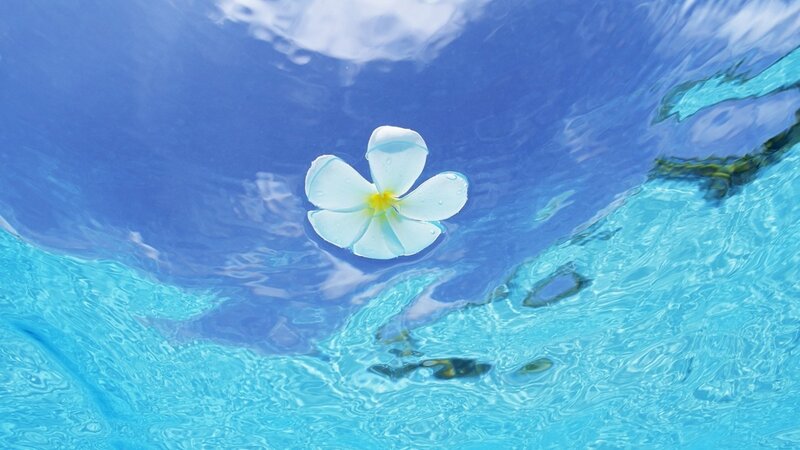 Plumeria Flower Floating
