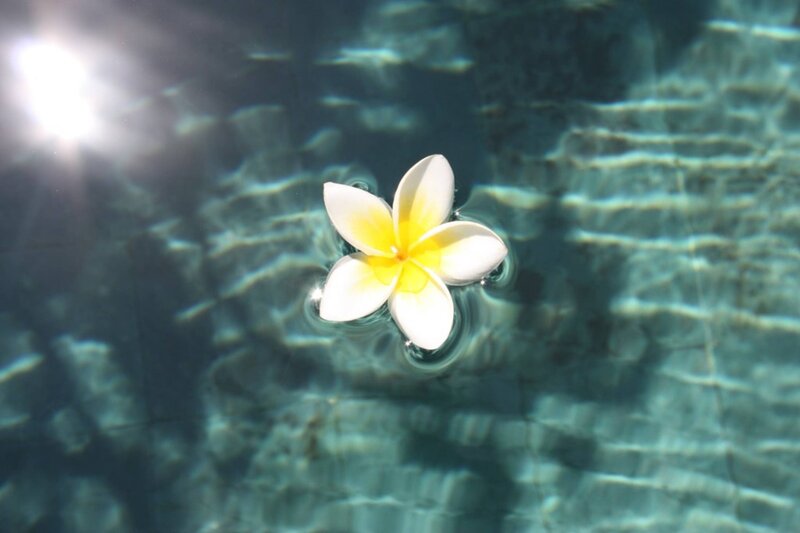 Plumeria Flower Floating — White