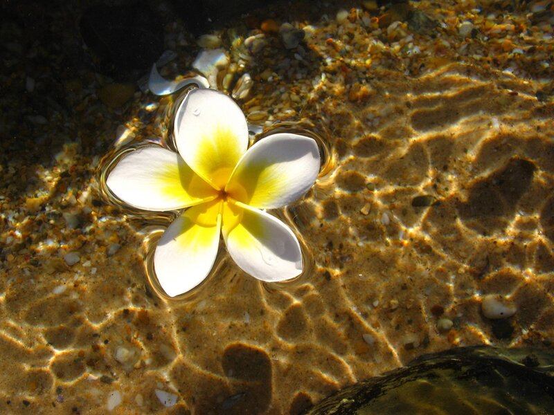 Plumeria Flower in Water