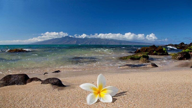 Plumeria Flower on Beach