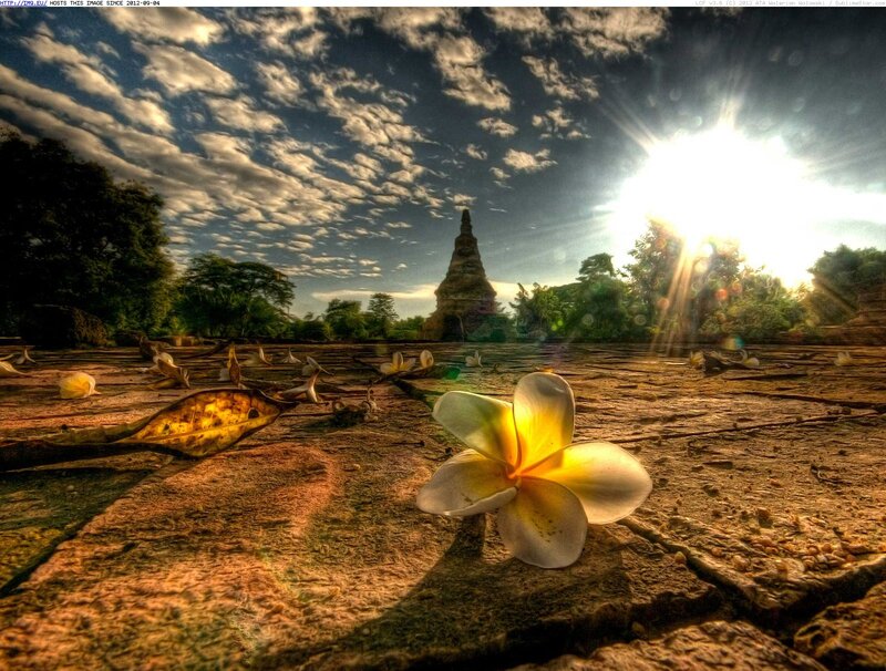 Plumeria Flower on Stone