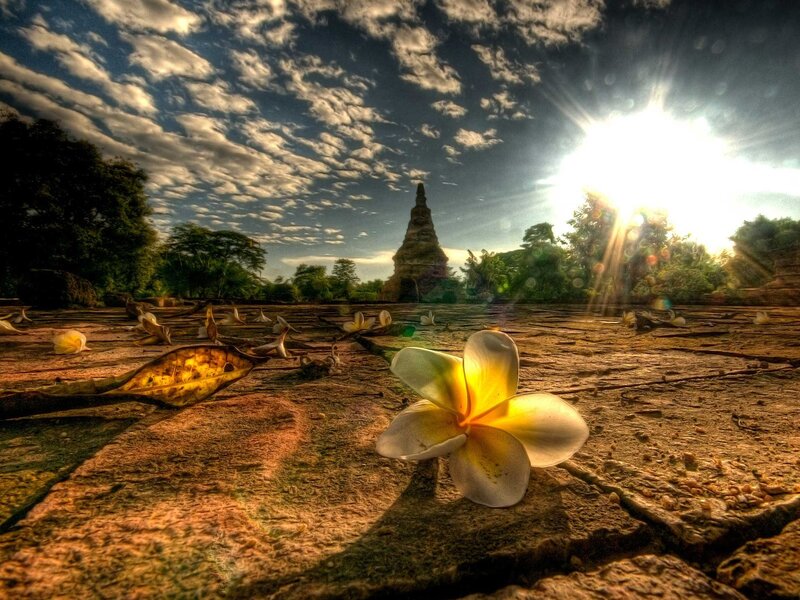 Plumeria Flower on Stone — Yellow