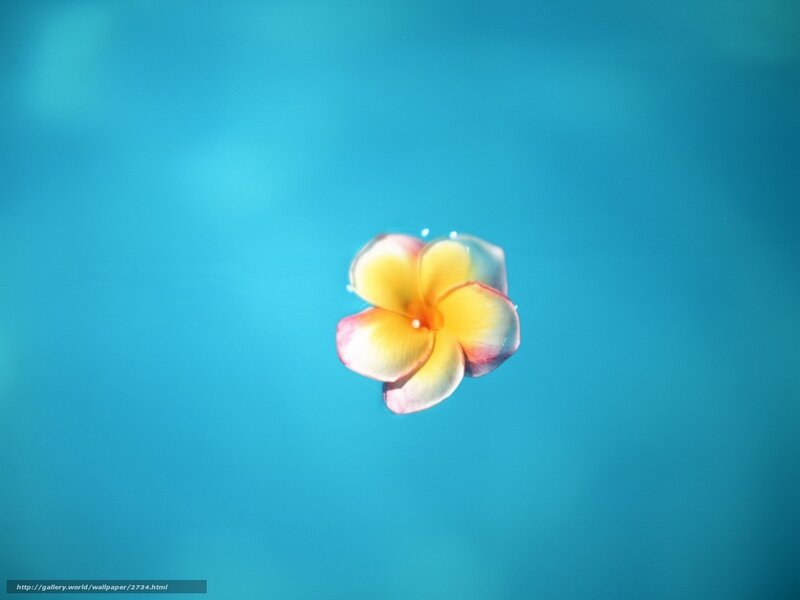 plumeria flower on water
