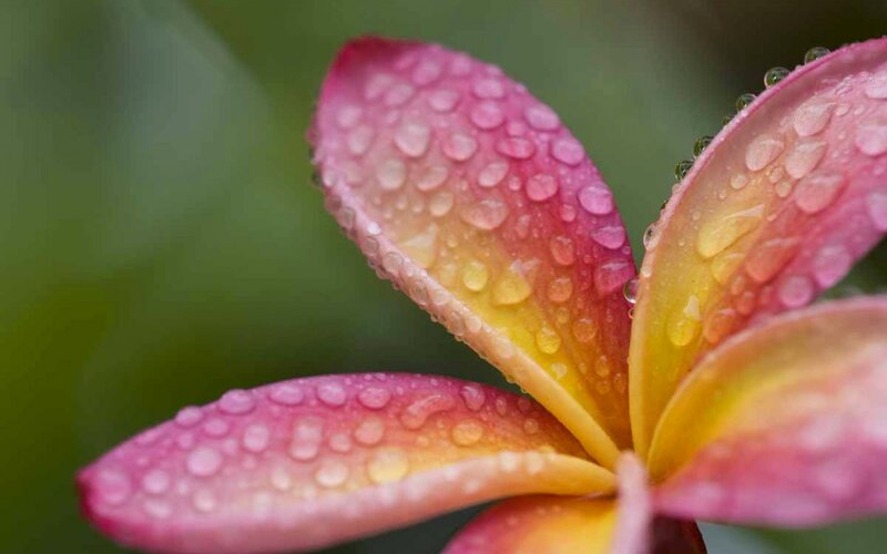 Plumeria Flower with Dew