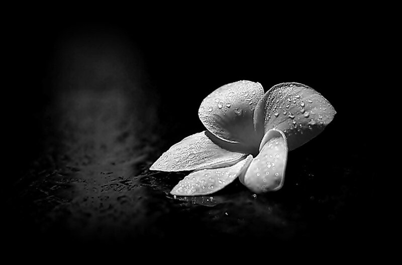 Plumeria Flower with Water Droplets — Black