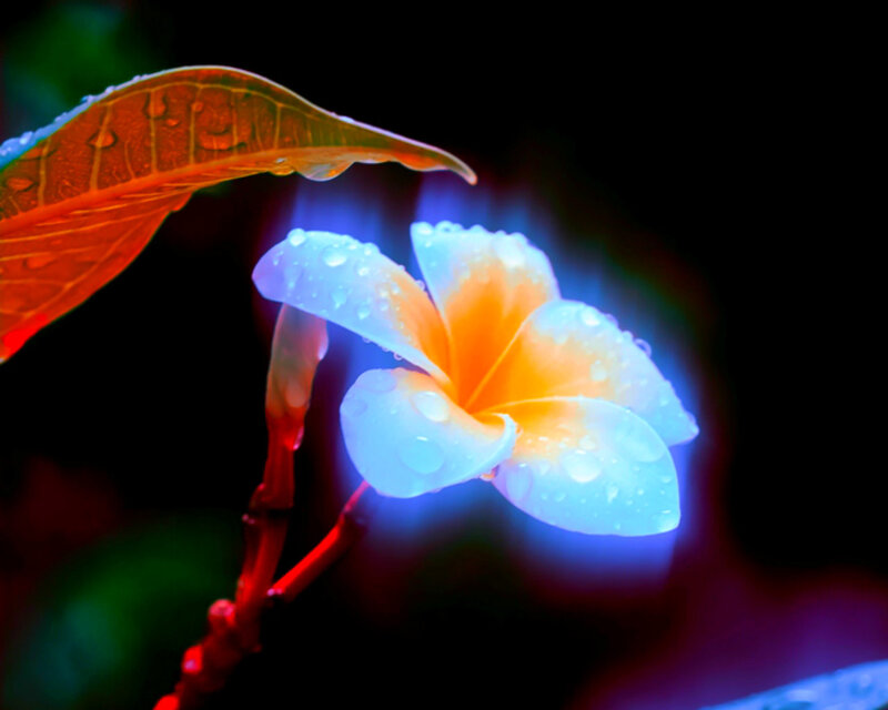 Plumeria Flower with Water Droplets — Blue