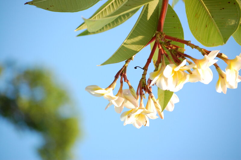 Plumeria flowers against blue sky