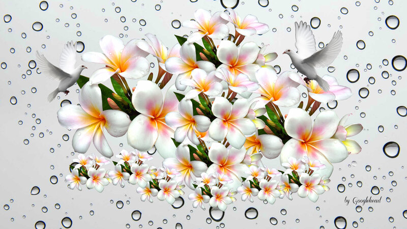 Plumeria Flowers and Doves