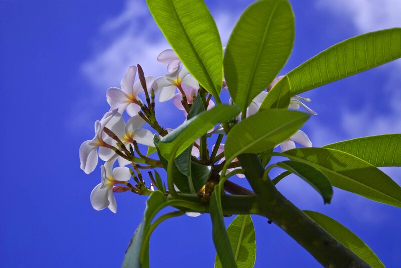 Plumeria Flowers and Leaves