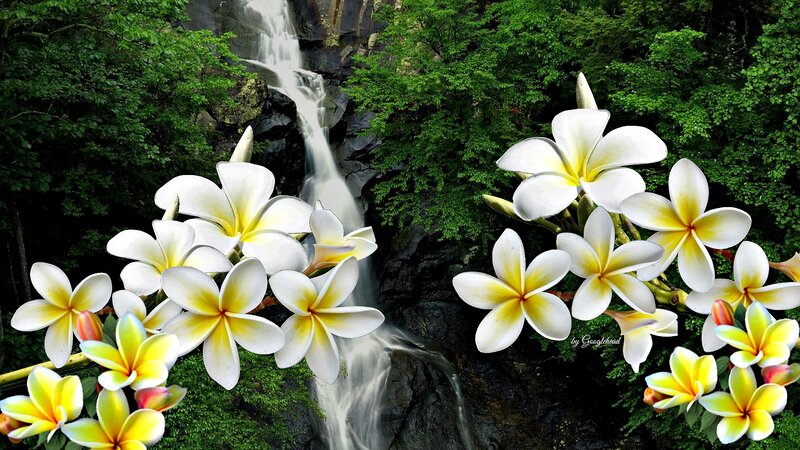 Plumeria Flowers and Waterfall