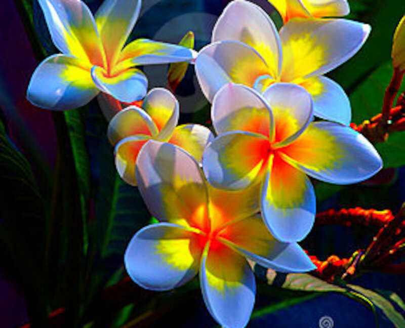 Plumeria Flowers — Blue
