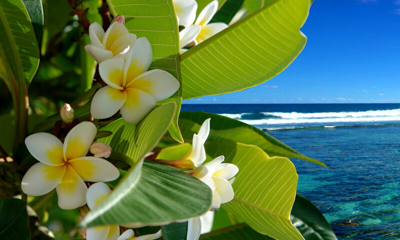 Plumeria Flowers by Ocean — Green