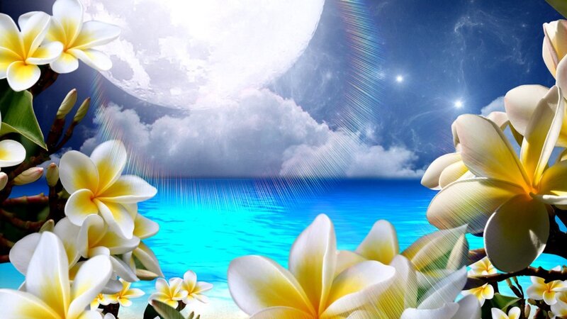 Plumeria Flowers by Ocean