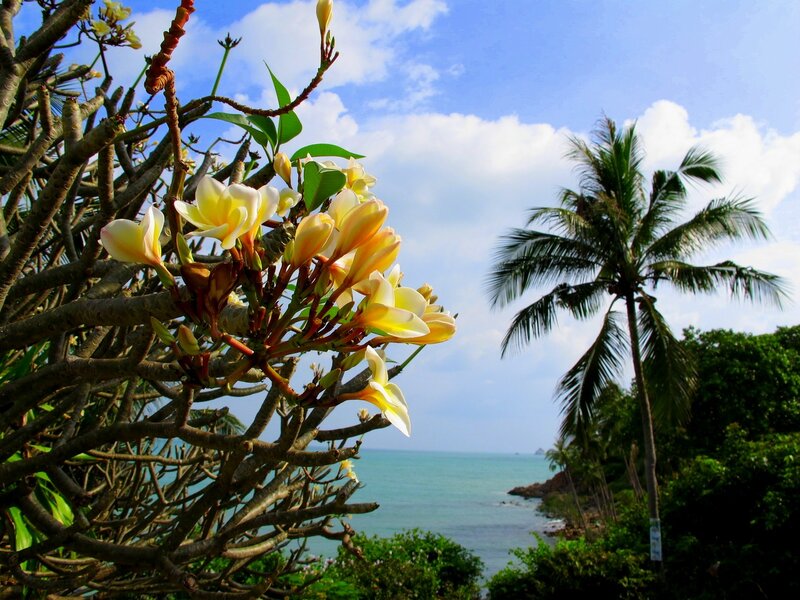 Plumeria Flowers by Sea