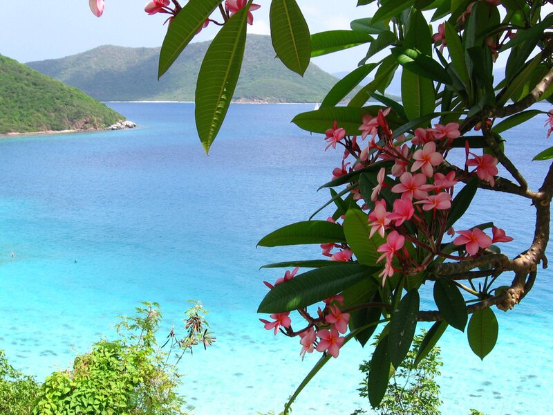 Plumeria Flowers by the Sea