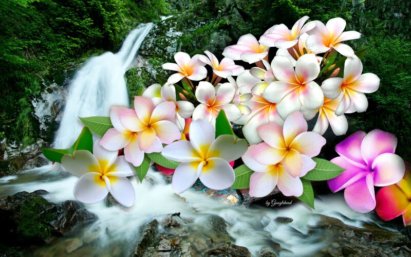 Plumeria Flowers by Waterfall