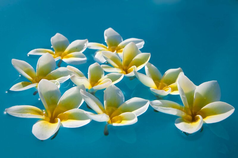 Plumeria Flowers Floating
