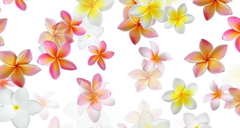 Plumeria Flowers Floating — White