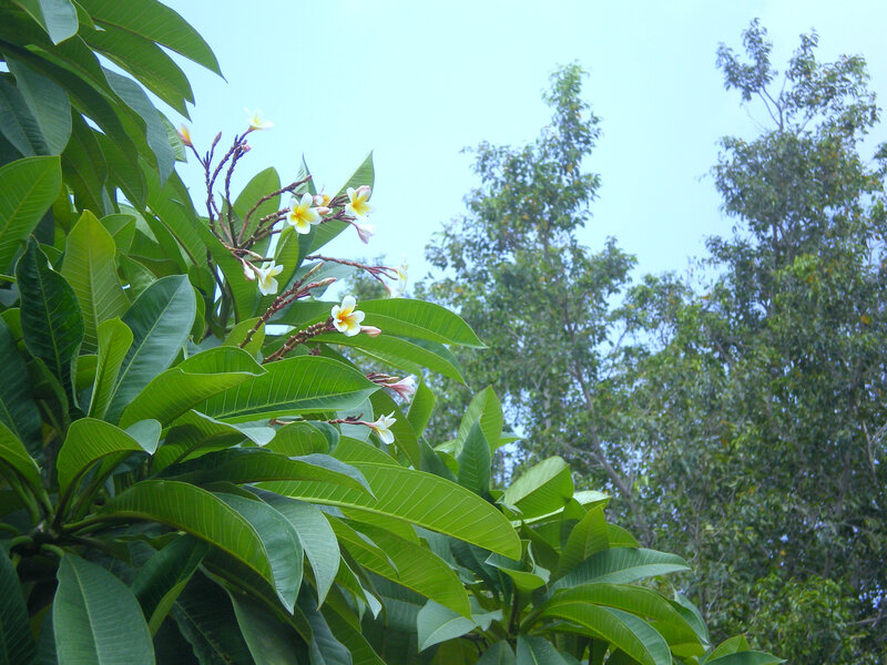 Plumeria flowers in a tropical garden
