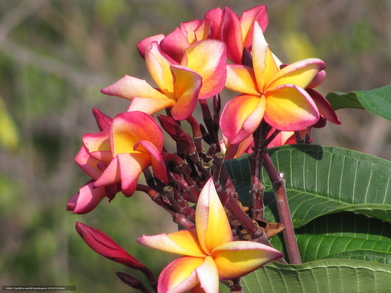 plumeria flowers in bloom