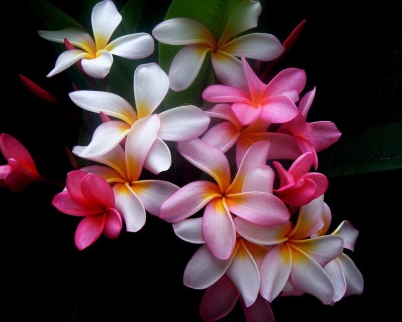 Plumeria flowers in bloom