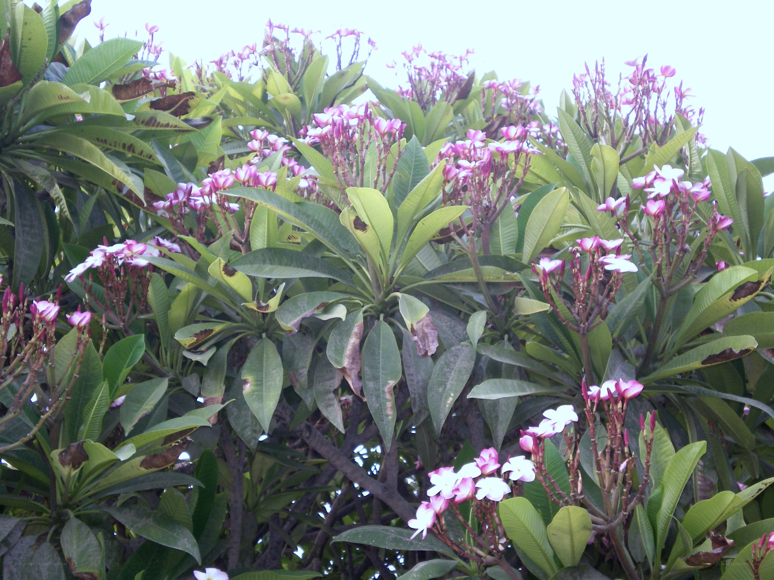plumeria flowers in bloom