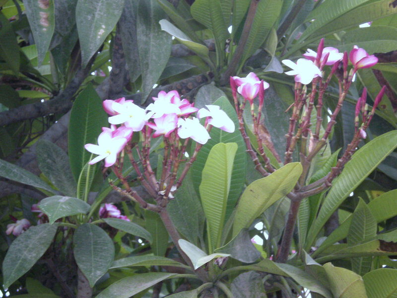 Plumeria flowers in bloom