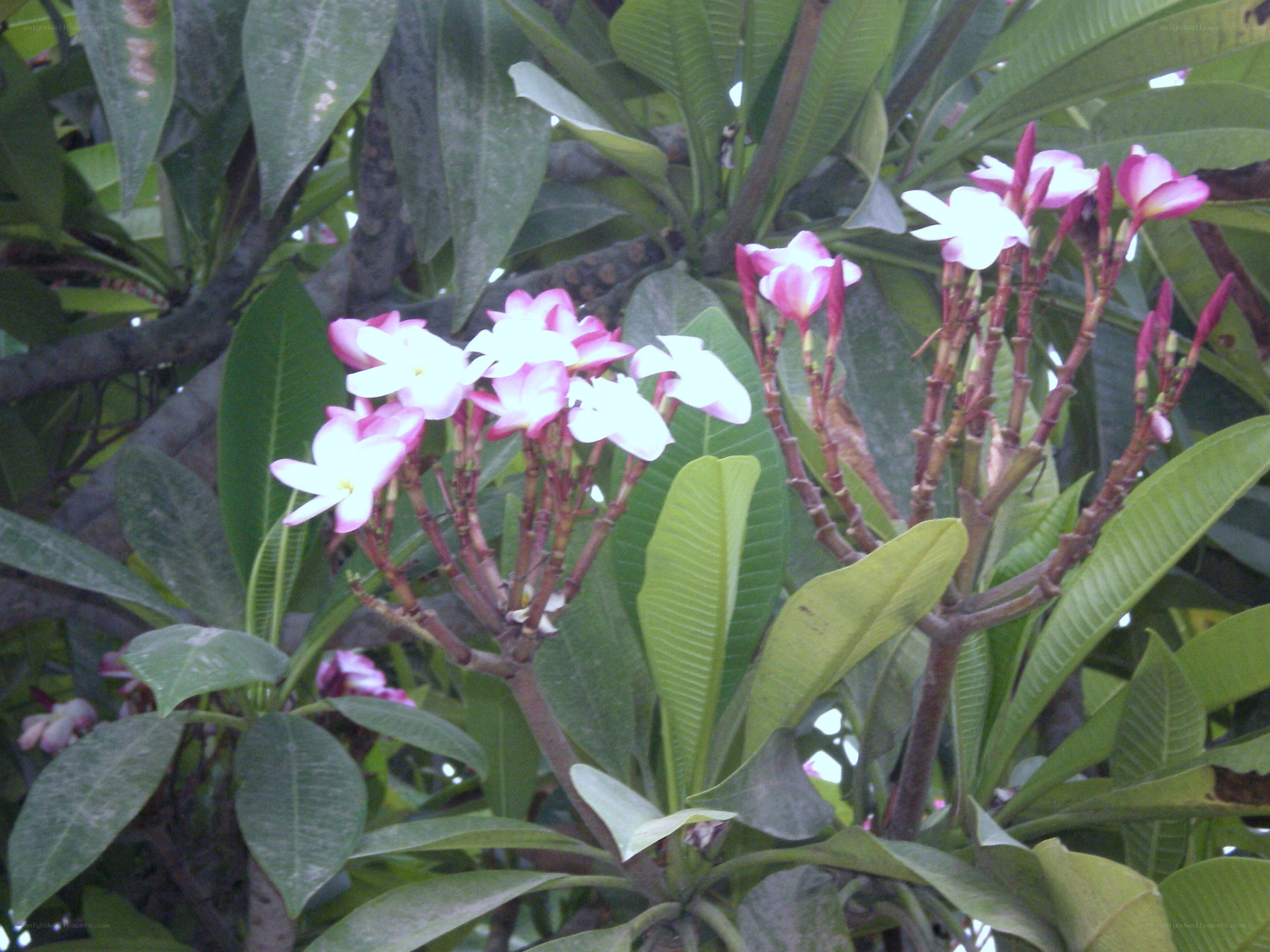 Plumeria flowers in bloom