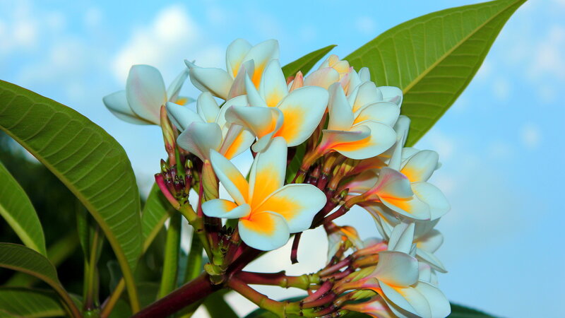 Plumeria Flowers in Bloom — White, Serene, Afternoon, Photograph