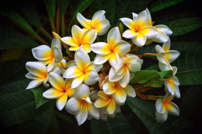 Plumeria Flowers in Bloom — White, Serene