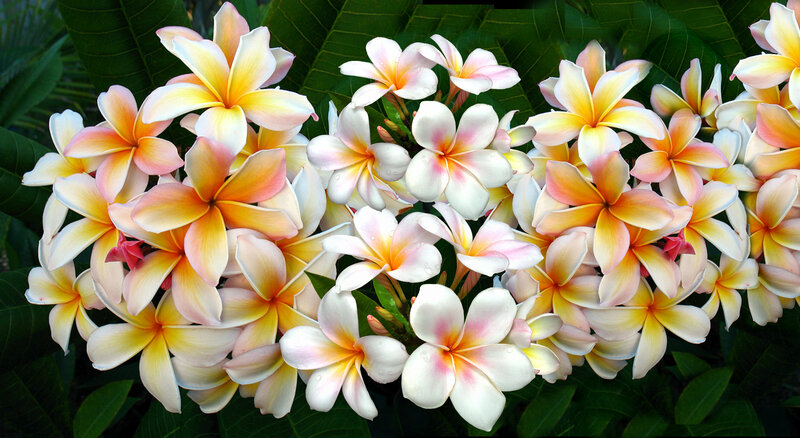 Plumeria Flowers in Bloom — White