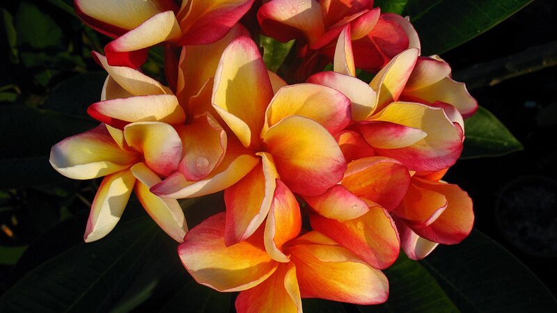 Plumeria Flowers in Bloom — Yellow