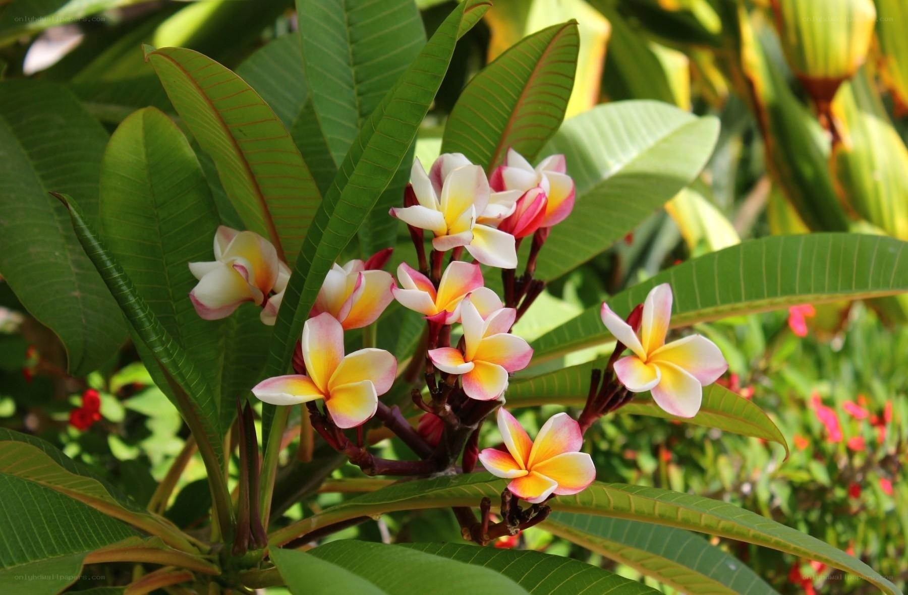 plumeria flowers in bloom