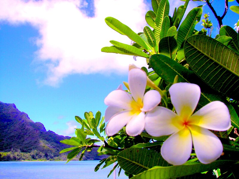 Plumeria Flowers in Foreground