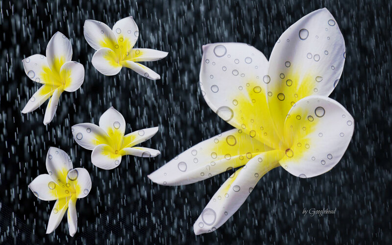 Plumeria Flowers in Rain