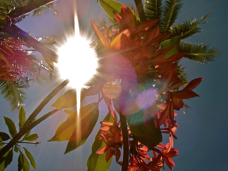 Plumeria Flowers in Sunlight