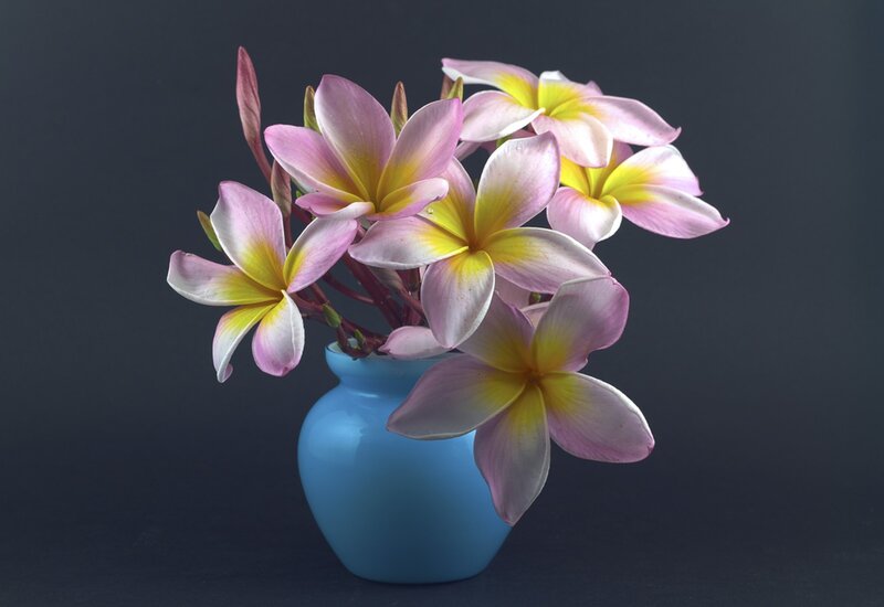 Plumeria Flowers in Vase