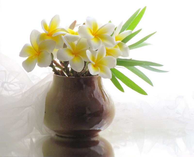 Plumeria Flowers in Vase — White