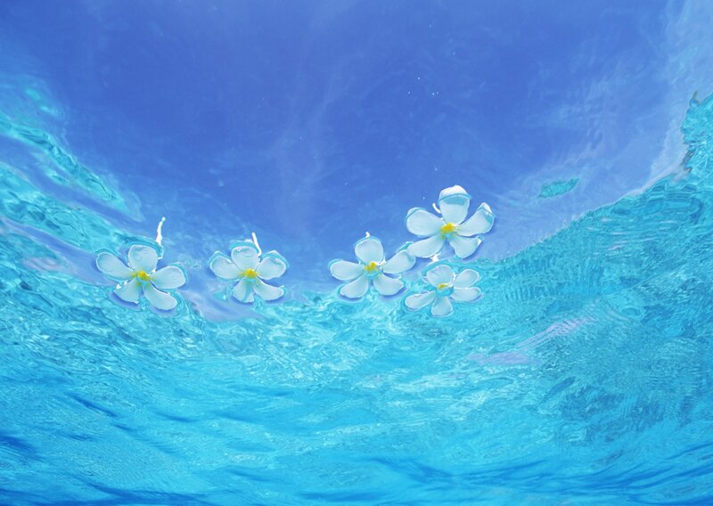Plumeria Flowers in Water — Blue, Serene, Afternoon